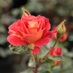 Oranjegeel-oranjegeel rood - floribunda roos